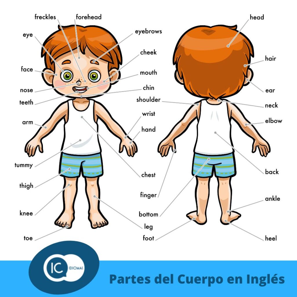 Las Partes Del Cuerpo En Ingles All For One